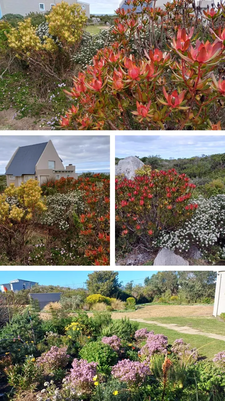 Protea and fynbos plants in full bloom across a coastal garden